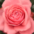 Roz - Trandafir teahibrid - Elaine Paige™